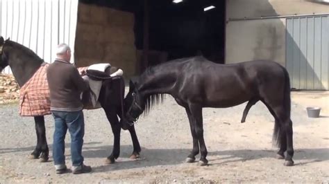 ejaculation.de cheval|accouplement des Chevaux .